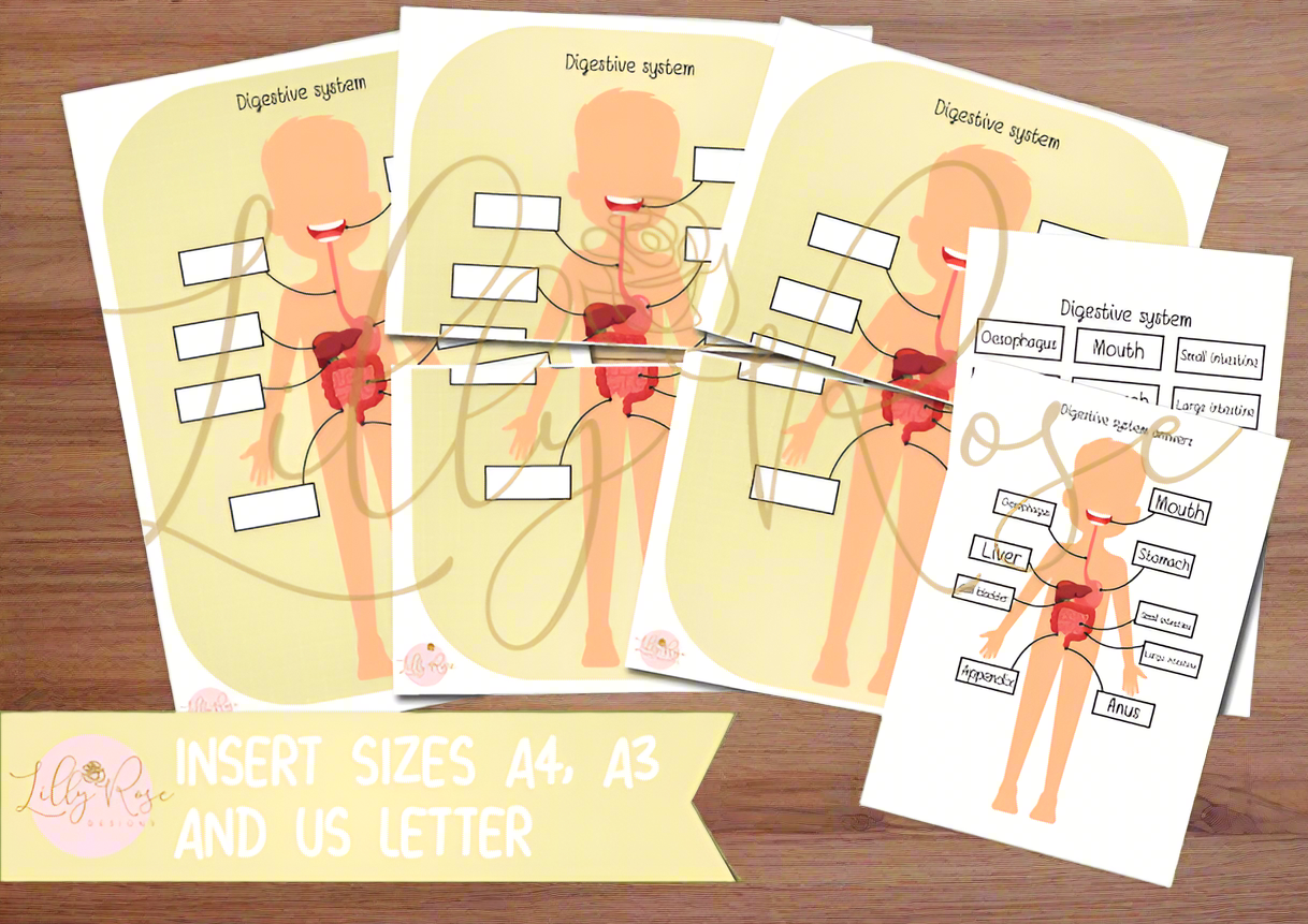 Flisat insert - The human body - The digestive system