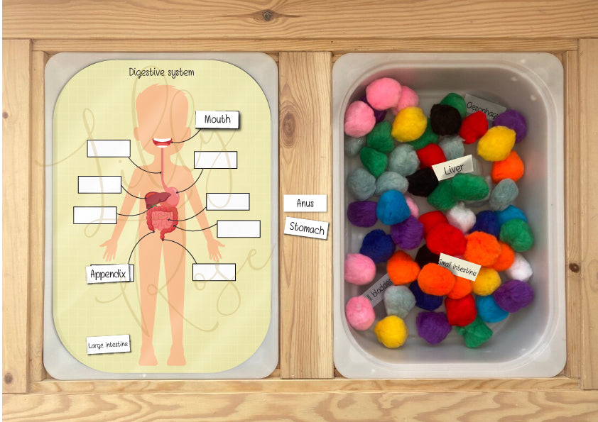 Flisat insert - The human body - The digestive system